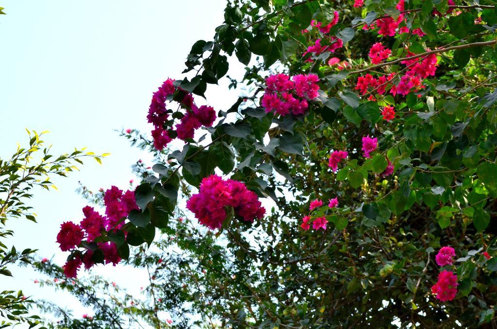 Mum'S Garden Resort Pokhara Exterior photo